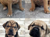 Собаки, щенки Мальоркский бульдог (Ка Де Бо), цена 28000 Грн., Фото