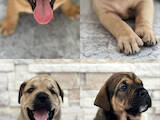 Собаки, щенята Мальоркскій бульдог (Ка Де Бо), ціна 28000 Грн., Фото