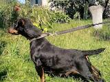 Собаки, щенята Ягдтер'єр, ціна 5000 Грн., Фото