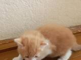 Кошки, котята Турецкий ван, цена 4500 Грн., Фото