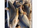 Рыбное хозяйство Рыба живая, мальки, цена 85 Грн., Фото