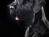 Собаки, щенята Різеншнауцер, ціна 40000 Грн., Фото