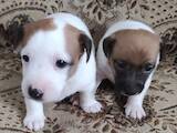 Собаки, щенки Джек Рассел терьер, цена 15000 Грн., Фото