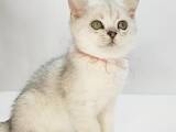 Кошки, котята Британская короткошерстная, цена 15000 Грн., Фото
