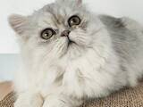 Кішки, кошенята Персидська, ціна 20000 Грн., Фото