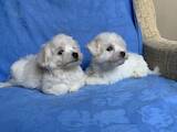 Собаки, щенки Мальтийская болонка, цена 17500 Грн., Фото
