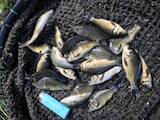 Рибне господарство Риба жива, мальки, ціна 80 Грн., Фото
