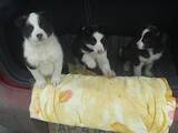 Собаки, щенята Східно-сибірська лайка, ціна 5000 Грн., Фото