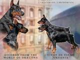 Собаки, щенки Доберман, цена 40000 Грн., Фото