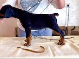 Собаки, щенята Доберман, ціна 40000 Грн., Фото