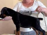 Собаки, щенята Доберман, ціна 40000 Грн., Фото