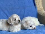 Собаки, щенята Мальтійська болонка, ціна 17500 Грн., Фото
