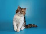 Кішки, кошенята Екзотична короткошерста, ціна 10500 Грн., Фото