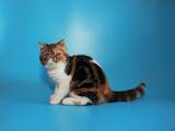 Кішки, кошенята Екзотична короткошерста, ціна 10500 Грн., Фото