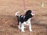 Собаки, щенята Кавалер-кинг-чарльз спаніель, ціна 44000 Грн., Фото
