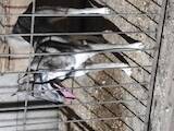 Собаки, щенята Західно-Сибірська лайка, ціна 8000 Грн., Фото