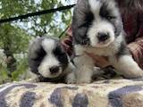Собаки, щенята Кавказька вівчарка, ціна 6000 Грн., Фото