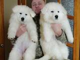 Собаки, щенки Белая Швейцарская овчарка, цена 20000 Грн., Фото