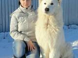Собаки, щенята Біла Швейцарська вівчарка, ціна 20000 Грн., Фото