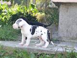 Собаки, щенки Немецкий дог, цена 40000 Грн., Фото