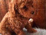 Собаки, щенята Малий пудель, ціна 20000 Грн., Фото