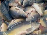 Рыбное хозяйство Рыба живая, мальки, цена 70 Грн., Фото