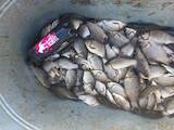 Рибне господарство Риба жива, мальки, ціна 70 Грн., Фото