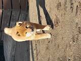 Собаки, щенята Акіта-іну, ціна 27000 Грн., Фото