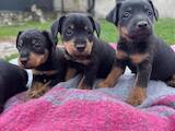 Собаки, щенки Ягдтерьер, цена 3700 Грн., Фото