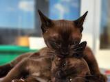 Кошки, котята Бурма, цена 22800 Грн., Фото