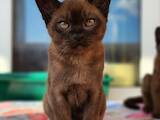 Кішки, кошенята Бурма, ціна 22800 Грн., Фото