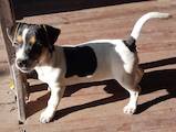 Собаки, щенята Джек Рассел тер'єр, ціна 4800 Грн., Фото