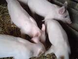 Животноводство,  Сельхоз животные Свиньи, цена 3000 Грн., Фото