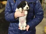 Собаки, щенята Російський спаніель, ціна 2000 Грн., Фото