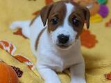 Собаки, щенки Джек Рассел терьер, цена 20000 Грн., Фото