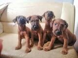 Собаки, щенята Ірландський тер'єр, ціна 5000 Грн., Фото