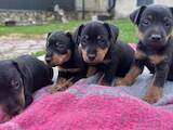 Собаки, щенки Ягдтерьер, цена 3500 Грн., Фото