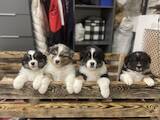 Собаки, щенки Австралийская овчарка, цена 40000 Грн., Фото