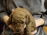 Собаки, щенята Той-пудель, ціна 30000 Грн., Фото