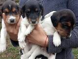 Собаки, щенки Эстонская гончая, цена 600 Грн., Фото