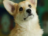 Собаки, щенки Вельш корги пемброк, цена 17000 Грн., Фото