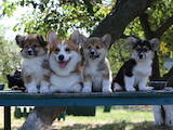 Собаки, щенки Вельш корги пемброк, цена 17000 Грн., Фото
