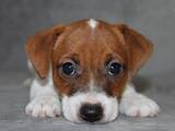 Собаки, щенки Джек Рассел терьер, цена 25000 Грн., Фото