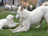 Собаки, щенки Белая Швейцарская овчарка, цена 12000 Грн., Фото