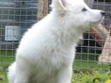 Собаки, щенята Біла Швейцарська вівчарка, ціна 12000 Грн., Фото