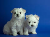 Собаки, щенки Мальтийская болонка, цена 15000 Грн., Фото