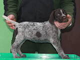 Собаки, щенки Немецкая жесткошерстная легавая, цена 7000 Грн., Фото