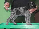 Собаки, щенки Немецкая жесткошерстная легавая, цена 7000 Грн., Фото