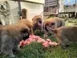 Собаки, щенки Чау-чау, цена 500 Грн., Фото