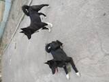 Собаки, щенки Русско-Европейская лайка, цена 5500 Грн., Фото